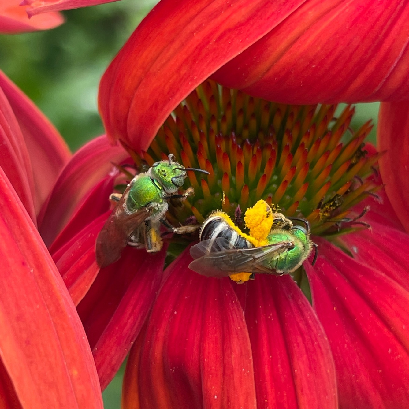 Two female bicolored striped sweat bees on a red echinacea flower